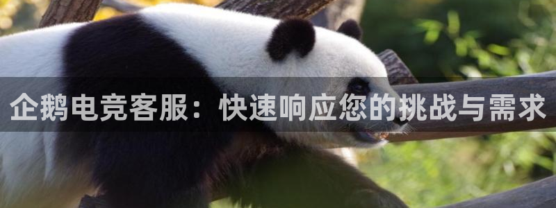 火狐电竞入口